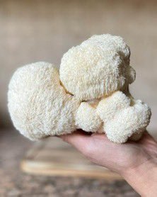 SciNatureNews's tweet photo. 🚨: Scientists confirm a single mushroom can "rewire" the human brain to fight depression.    

NGF, BDNF, Hericenones &amp; Erinacines. Four bio-compounds in one mushroom that trigger neural regeneration. https://t.co/wJnTqomRb2