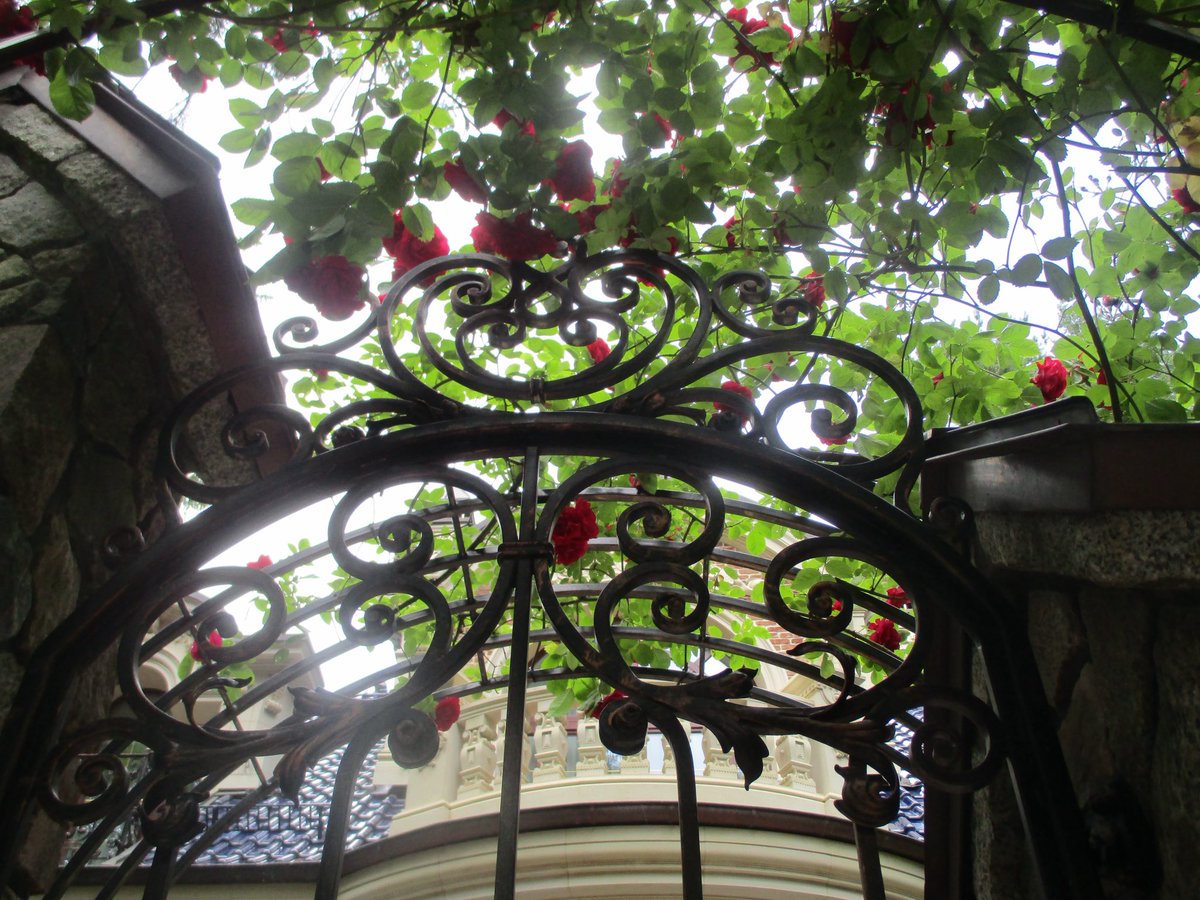 sourmemory's tweet photo. I once saw a house with the most beautiful roses https://t.co/J50yV0Sk8I