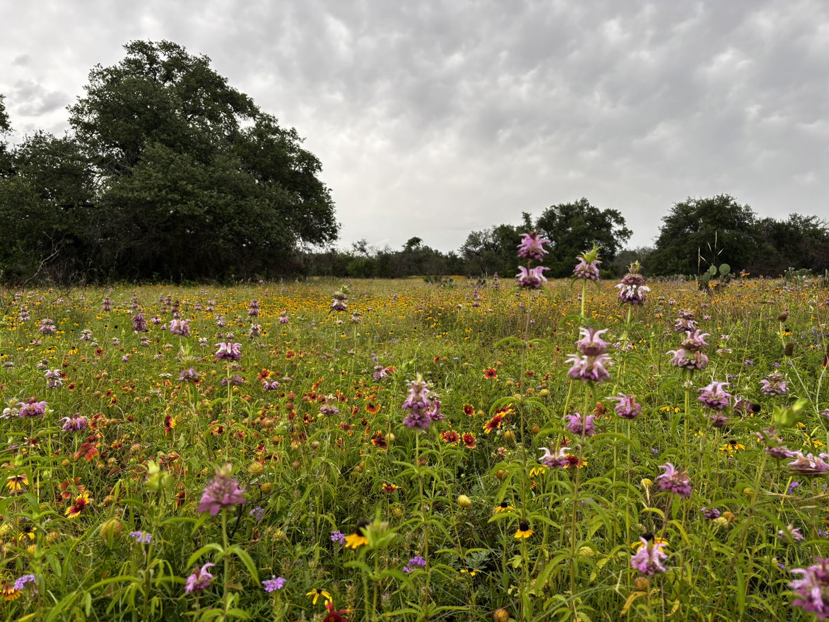 AustinWater's tweet photo. Austin Water will conduct a prescribed burn to help restore native grasslands on Thursday, October 8, 2026, on the Water Quality Protection Lands. #atxgoodfire
For more information, or to receive email notifications about this burn, visit https://t.co/RGBPAzEEpt https://t.co/2hOWVY4r6X