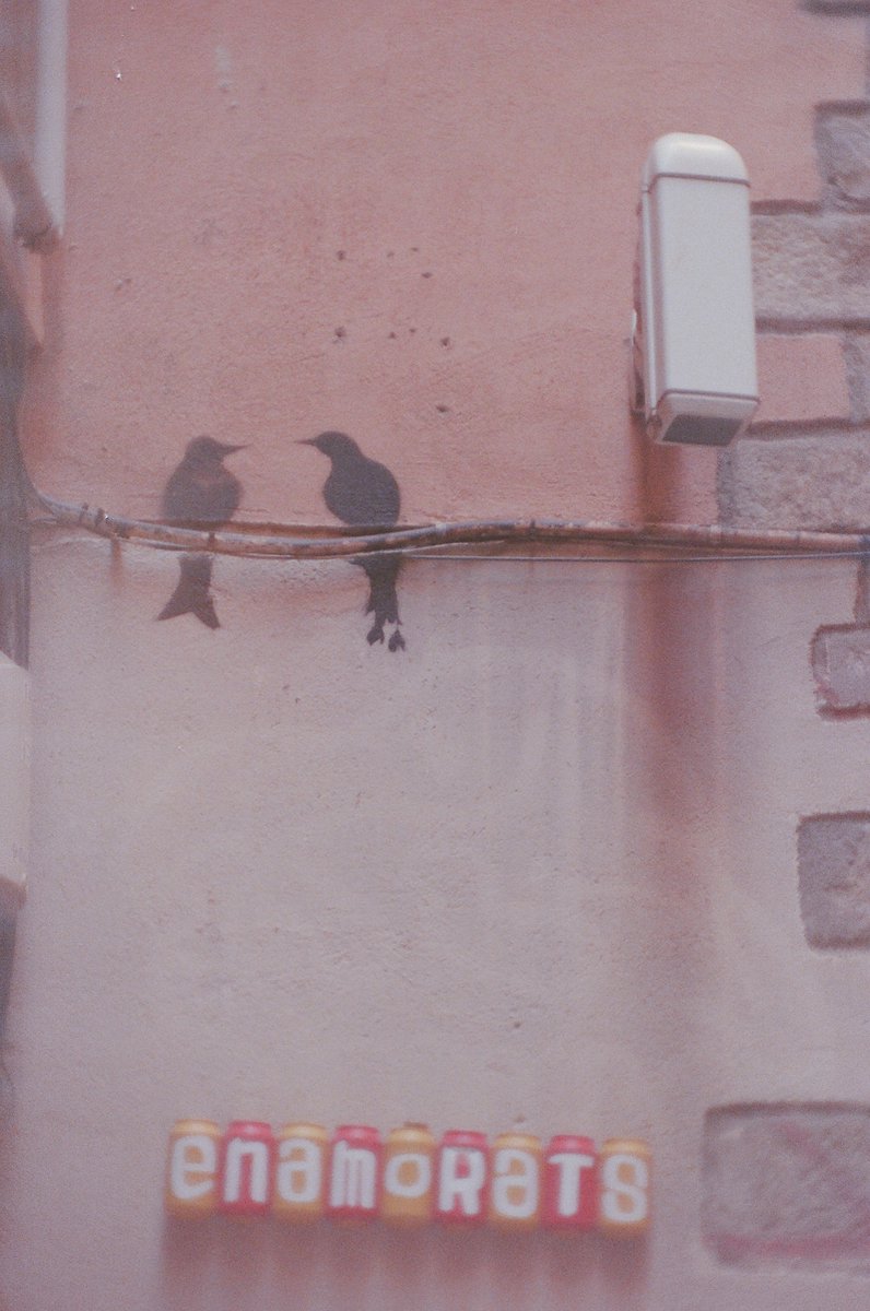 Parrots_head tweet picture