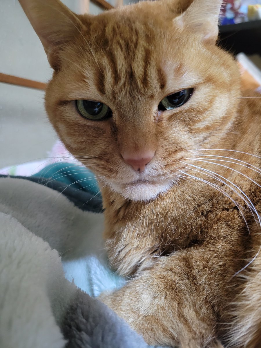 hamtaharuka's tweet photo. オレンジ色の猫は
渋いのだ
ダンディでいぶし銀なのだ https://t.co/3QgViIo8R0