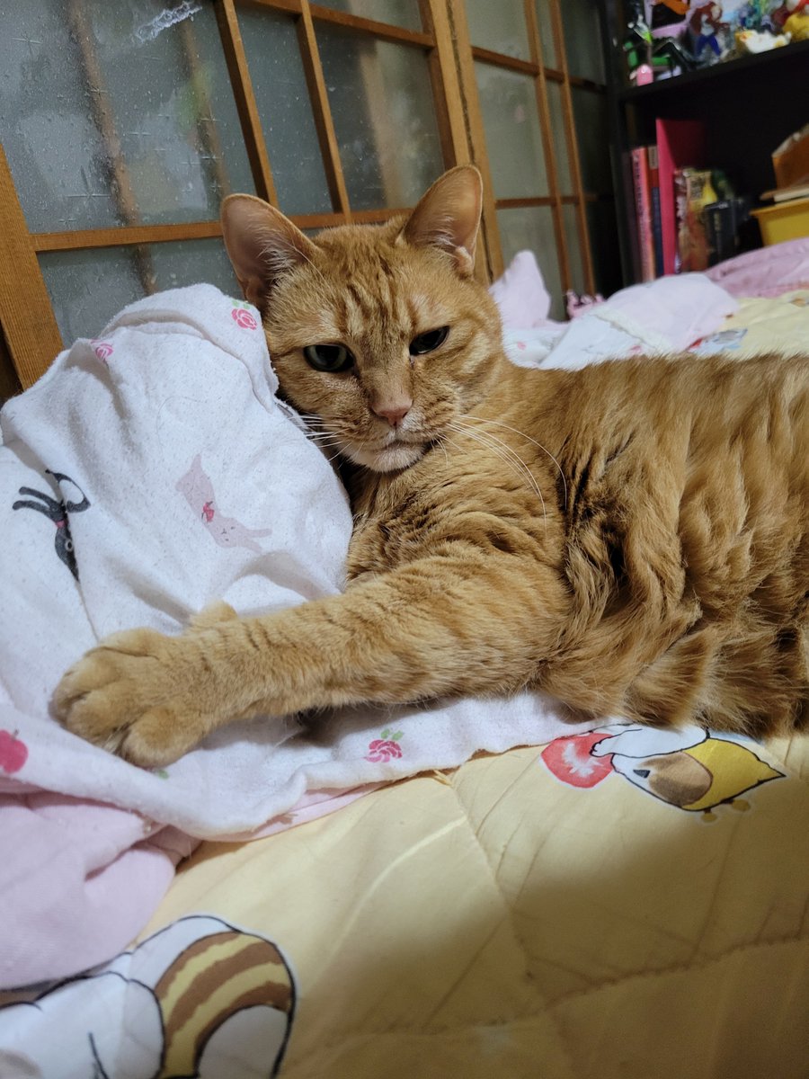 hamtaharuka's tweet photo. オレンジ色の猫は
渋いのだ
ダンディでいぶし銀なのだ https://t.co/3QgViIo8R0