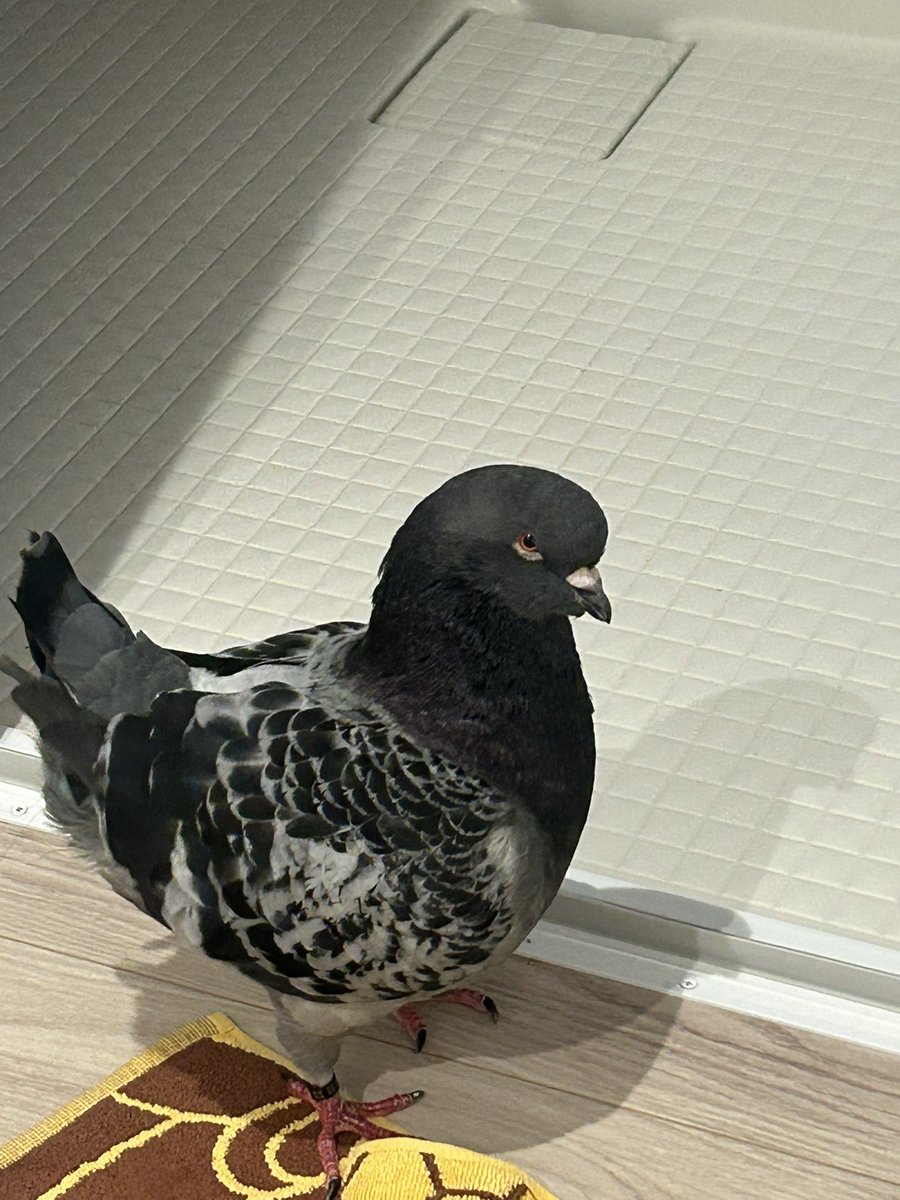 King_PoPPo_'s tweet photo. 飼い主探してお風呂場まで、、、

ごめんねベランダに洗濯物出してた
探してくれてたんだね https://t.co/f4UcZiIcw1