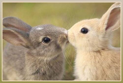 sealulu_'s tweet photo. PURE LOVE IS BUNNIES!!!!!!!!!! #BUNNYLOVE https://t.co/AHJz72MTss