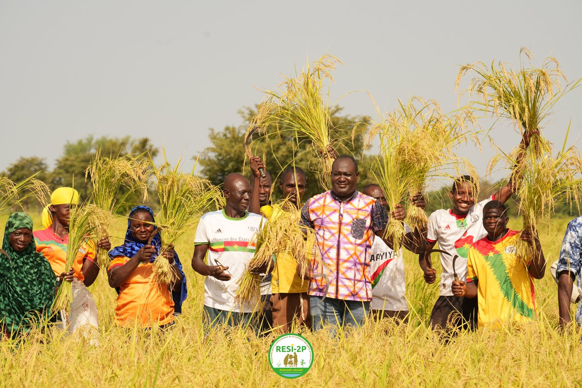 ProgrammeResi2P's tweet photo. RESI-2P: Harvests begin in Laoua Mossi and Bilenga (Yaadga region), with over 350 tons of rice expected across both lowlands. Read more: https://t.co/K4TeaCanu3 https://t.co/4h8WRAxBkU