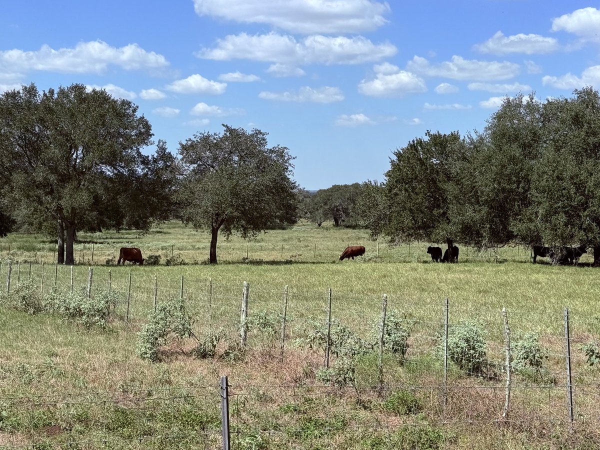 mrpsfw's tweet photo. Cows are enjoying Fall weather. Low 90s for a high are a pleasant change for them. https://t.co/0bUhtHsayf