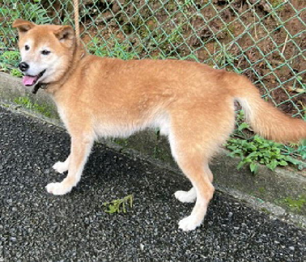 fukushiyamesagi's tweet photo. 🆘緊急🆘#収容犬
🆘⚠️収容期限超過⚠️
10/1(木)千葉県勝浦市上野
赤首輪+鎖
茶白♂柴犬
📲夷隅保健所🙇🏻‍♂️#勝浦朝市
迷い犬迷子保護イヌいぬオス茶色赤柴芝チェーン御宿町大多喜鴨川行川アイランド駅上総興津鵜原なかむら松葉屋飯店こだまえびねかくい担々麺江ざわTokidokido松野屋 #勝浦つるんつるん温泉 

🚨収容期限が超過しています‼️

🚨「オス」「ナイロン製赤首輪付き・鎖付き」「マイクロチップ無し」とされる、柴犬(茶柴、赤柴)が収容されています‼
🚨️飼い主様、関係者様は大至急お迎えをお願いいたします🙏🏻
🚨収容犬にお心当たりのある方は大至急、夷隅保健所迄ご連絡をお願いいたします📲🙇🏻‍♂️

◎公示には「柴犬*・中型・茶白**・オス***・ナイロン製赤首輪付き・鎖付き・MC無しの犬を収容しました。【備考】首輪の写真（JPG：49.8KB）****・鎖の写真（JPG：89.2KB）**** 」と記載されています🐕

＊犬種の認識・表現は個人の感覚等により異なる為、収容中の犬が公示記載種類の「柴犬」としてではなく、柴、芝犬、芝、しばいぬ、或いは茶柴、茶芝、赤柴、��芝等として捜索されている可能性もあります。

＊＊公示掲載画像の動物は、撮影・再生条件、���毛・皮膚の濡れ・汚れ、或いは傷病等により色合いや印象が逸走当時とは違って見える場合があります。また毛色・毛柄等の認識・表現は個人の感覚等によっても異なる為、収容中の犬が公示記載毛色の「茶白」としてではなく、白茶、茶、茶色、或いは赤毛等として捜索されている可能性もあります。収容犬個体特有の特徴は夷隅保健所迄お問い合わせください(※迷子動物をお探しの方は直接夷隅保健所へ出向かれてのご確認が確実です。)📲🙏🏻

＊＊＊収容動物は長毛、傷病、或いは興奮等により、性別の確認が困難な場合があり、公示記載の性別が後日訂正される可能性もあります。正確な情報は夷隅保健所迄お問い合わせください📲🙇🏻‍♂️

＊＊＊＊首輪・鎖(チェーン)の画像へのリンクとなっています。公示掲載画像の収容動物装着品��撮影・再生条件、褪色・劣化等により元の色合い・形状とは違って見える場合があります。また公示には記載がありませんが、画像からは鎖(チェーン)が破断して短くなった為か、荷造りロープのようなものを繋いで延長されているようにも見えます。装着品についての正確な情報は夷隅保健所迄お問い合わせください📲🙏🏻

⚠️公示には推定年齢、鑑札・注射済票等に関する記載��ありません。詳細は夷隅保健所迄お問い合わせください📲🙇🏻‍♂️

⚠️⚠️傷病等の有無・状態、収容状況等については夷隅保健所迄お問い合わせください📲🙏🏻

◎迷子動物は市区町村境・都県境等を越境して収容される場合もあります。

◎公示に記載がなく、掲載画像からも不明な収容動物の特徴等については夷隅保健所迄お問い合わせください📲🙇🏻‍♂️

◎各センター・保健所等の公示記載の犬種・猫種は、DNA検査により鑑定されたものではないと考えられますので、公示記載の犬種・猫種等は推定であり目安とお考えください🙏🏻

◎収容動物は長期放浪等の影響による容姿の変化、或いは首輪等の脱落、色柄・形状等の経年劣化、放浪中の他者による装着等の可能性があります。公示に掲載画像がある場合でも、撮影・再生��件、被毛・皮膚の濡れ・汚れ・傷病等により動物の目の色や毛柄等の特徴、或いは経年劣化等により首輪等の色柄・形状等が逸走当時とは違って見える可能性があります。またリンクのミス等により掲載画像に別の個体や装着品が表示されるケースも稀に見られます。公示記載情報、或いは掲載画像からの印象と、動物の逸走当時の容姿、着用品との多少の差異に拘らず、夷隅保健所でのご確認をお願いいたします🙇🏻‍♂️

お問い合わせ先
このページは夷隅保健所（夷隅健康福祉センター）で収容され、飼い主さんを待っている動物の情報です。
収容されている動物が自分の飼��ているペットと思われる場合は、まずは電話でお問い合わせください。
保健所から動物の譲渡はおこなっていません。
•夷隅保健所（夷隅健康福祉センター）
  健康生活支援課【0470-73-0145】

個人等で保護している動物情報(千葉県※千葉市・柏市・船橋市を除く)
⏩https://t.co/Pe6hAQzoys

収容動物情報-夷隅保健所(夷隅健康福祉センター)
⏩https://t.co/qUFDSNsJVA

【管理番号】収容犬261001-1