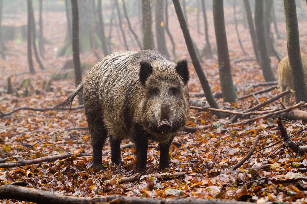 kylehammit's tweet photo. Spent the day hiking through a national park and randomly ran into this guy.
Completely unexpected, but probably the highlight of the trip. Just stood there for a few seconds, looked at me, and went back to digging through the forest floor.
Wildlife encounters like this are hard to beat.