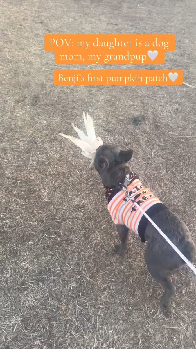 monicales7sd's tweet photo. My daughter is a dog mom, and Benji is my grandpup. His first pumpkin patch. https://t.co/z2T4I8aps6
