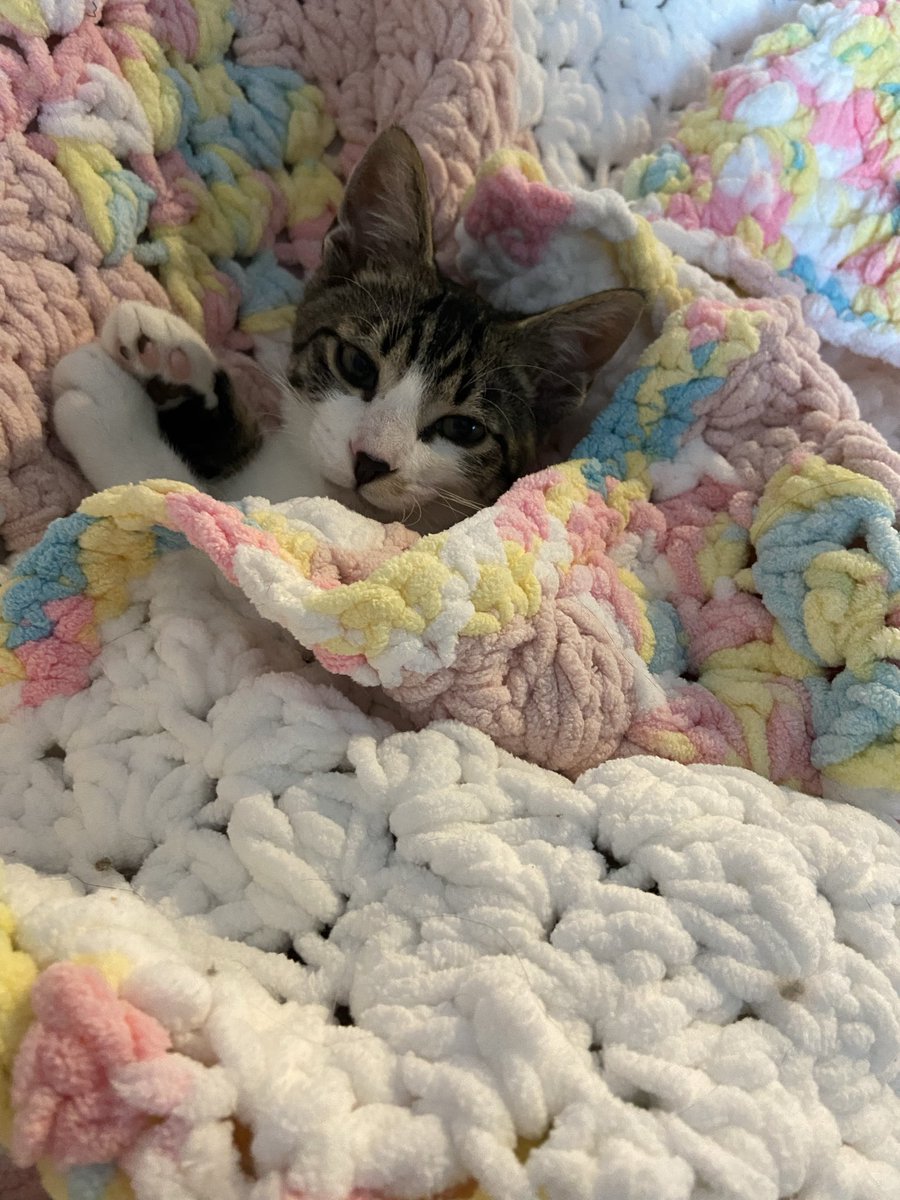 hippiefox's tweet photo. Oh! And we have a new little addition to the family🩷 https://t.co/vT55MtZeUn