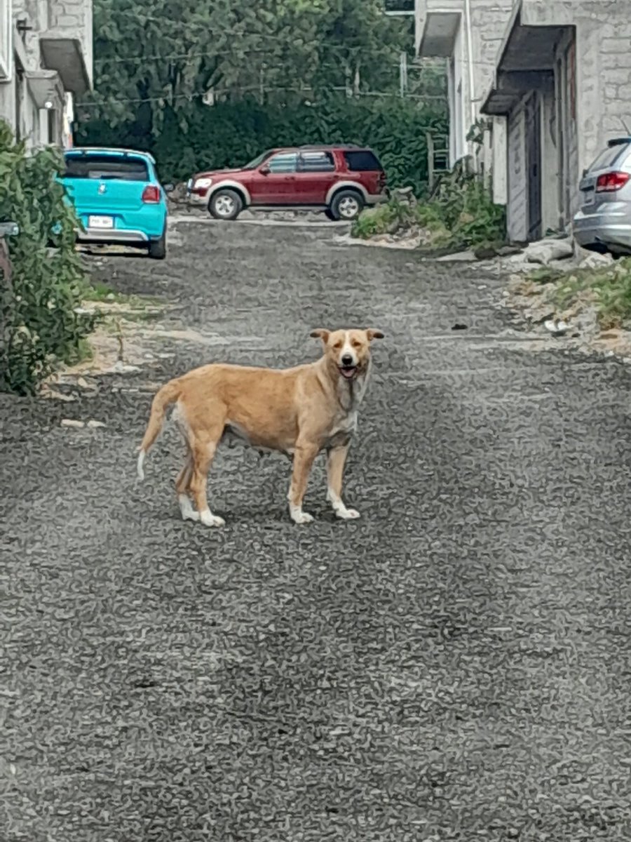 Apoyo_Croqueton's tweet photo. Busco hogar temporal Adopción Son 5 cachorros 3 hembraa y 2 machos Su mamá antes que entre en celo otra vez Otro macho que falta esterilizar ya Esterice 2
@Apoyo_Croqueton @inakimanero @elazuc @zsjt @MARLENE_STAHL https://t.co/E60Y6tSNDe