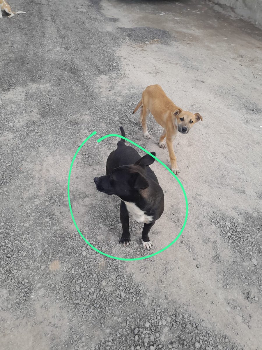 Apoyo_Croqueton's tweet photo. Busco hogar temporal Adopción Son 5 cachorros 3 hembraa y 2 machos Su mamá antes que entre en celo otra vez Otro macho que falta esterilizar ya Esterice 2
@Apoyo_Croqueton @inakimanero @elazuc @zsjt @MARLENE_STAHL https://t.co/E60Y6tSNDe