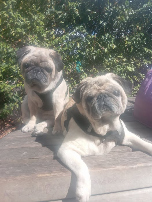 millypod1's tweet photo. 🆘6 OCT 2026 #Lost Galaxy &amp; Rika #ScanMe
2 ELDERLY PUGS FEMALES. BOTH BLIND 😢
South Oxhey Drive #WD19
#Watford #Hertfordshire
https://t.co/duTS10x0J5
https://t.co/DDMuuH1OVB https://t.co/F8NPAKcYcJ