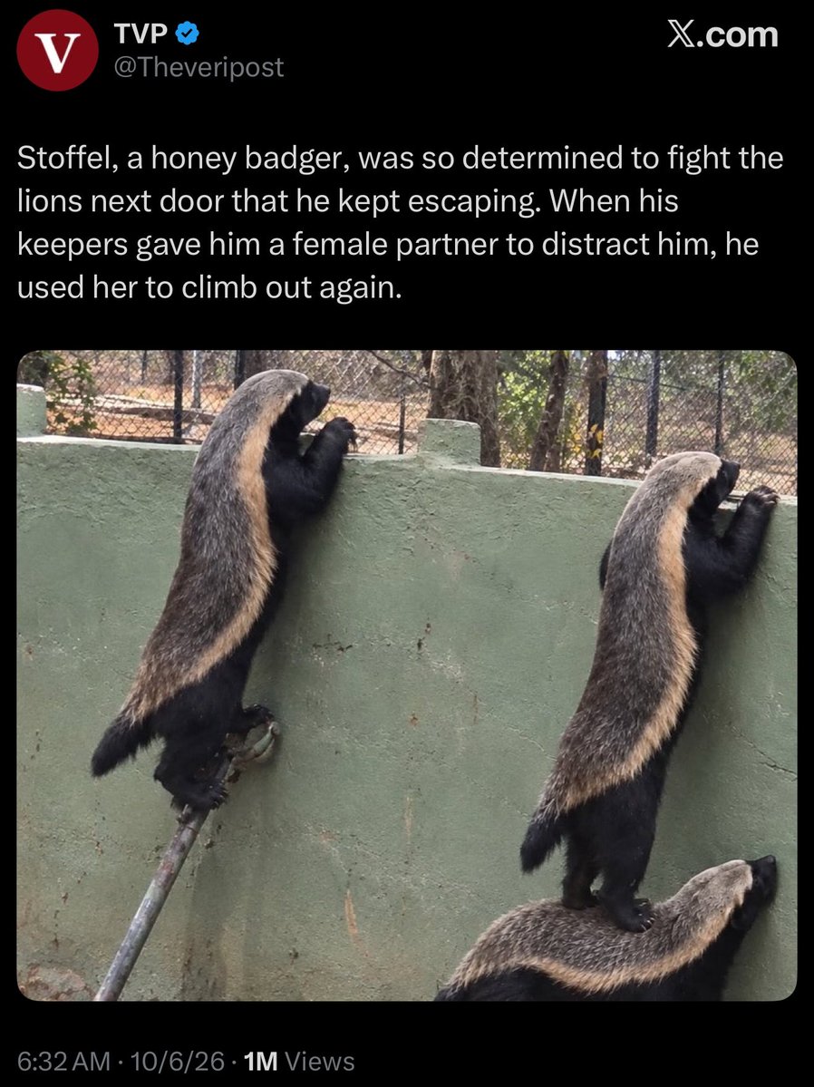 TonySeruga's tweet photo. Honey badger be like... https://t.co/MpaOJZ57Ai