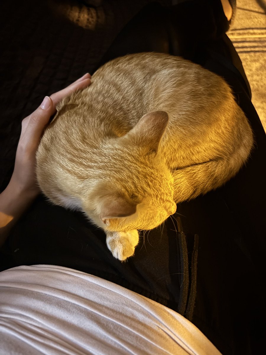 sulemese41's tweet photo. Ben sokaktan kedi çaldım.Ama o da çalınmak istedi yani akdkskf https://t.co/CYuVHgkPDP