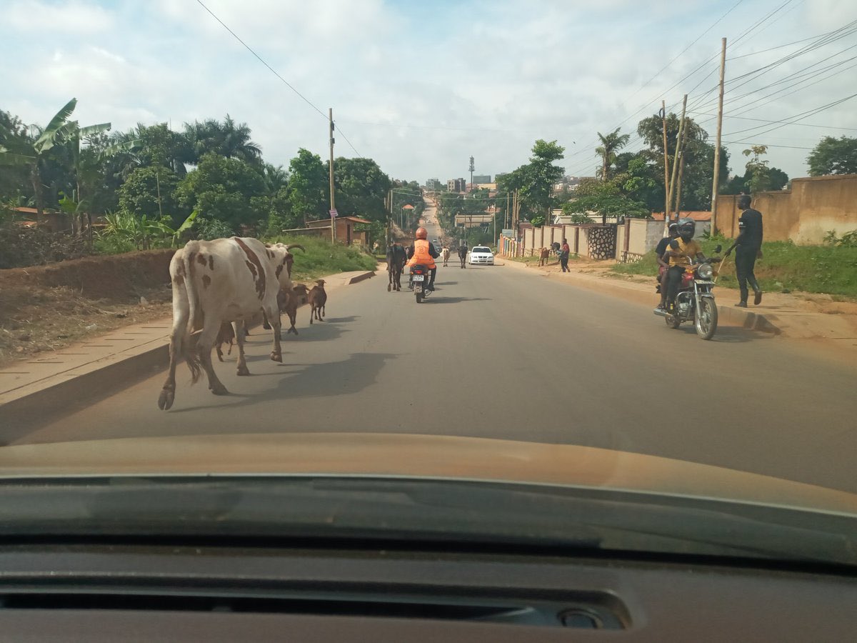 Rwakakamba's tweet photo. Ndugu Mayor @bulamu250 . The National Water and Sewerage Cooperation surprised us! Ndugu Silver Mugisha (@NWSCMD) will perhaps see this and provide an explainer — perhaps a never again explanation.

A road in Kira is sealed (full tarmac) and within weeks or so NWSC opens it again to fix upgraded pipes. The intention is sound — water must reach households — but where is the planning? No shared programme with the municipality?; no ducts laid before final surfacing! no published reinstatement standard! and no answer on who pays for the carriageway just destroyed! 

Traffic is diverted onto narrow shoulders, time and expensive fuel is idling, businesses lose access, and the public pays twice: once for the road, again for the repair!

This is a sequencing failure. Why not adopt an integrated dig-once rule: utilities and fibre installed, inspected and as-built before surfacing, with a reinstatement bond that covers full structural repair, charged to the utility.

The same lapse shows on livestock. Jennifer Musisi’s KCCA kept cattle off Kampala’s carriageways. Who are the Bakyinjagi moving cows through Kira’s streets, and why is that still tolerated?

Integrated planning is cheaper than repeated excavation and daily disruption.