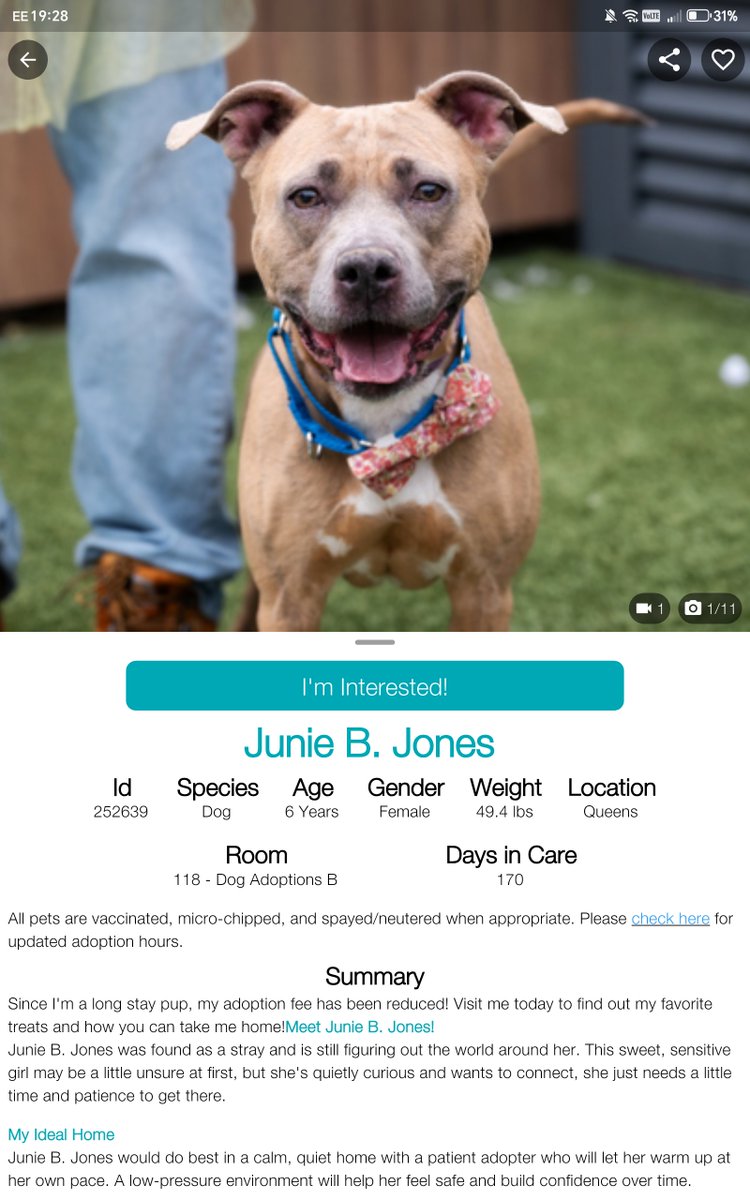 samj_jane's tweet photo. 🐾❤️ #Dogoftheday 170days in care left behind after eviction 
JunieB.Jones 6yrs is a delightful gentle friendly girl who's still waiting for her Furever 🏡 its been far too long  🙏https://t.co/FQxyh2UZ8t
#Adopt #Foster #Pledge #Rescue https://t.co/F1L149etql
