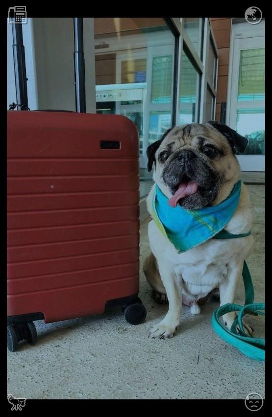 LogMan96's tweet photo. As they left the market, the sun was setting again, and Elias walked Lila home. They stopped outside her apartment building, and he turned to her, his eyes soft. “I had a wonderful day,” he said. “Thank you for sharing it with me.”🐠Plane roar I want to travel https://t.co/XHHpUJwdLn