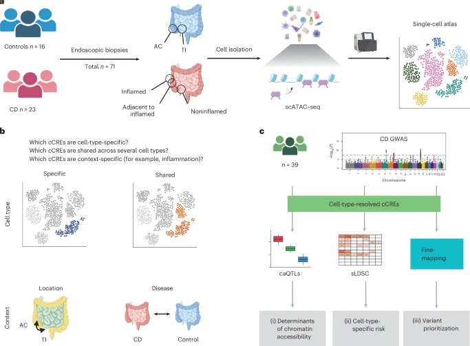 Intestinal_Cell's tweet photo. Researchers from @UChicago built a comprehensive atlas of cell-type-resolved #chromatin accessibility which provides a comprehensive resource to study gene-regulatory effects in #CrohnsDisease and health. 

This atlas in @NatureGenet highlights the cellular complexity underlying Crohn’s disease risk.

🔗 https://t.co/q6RMiFCFy8