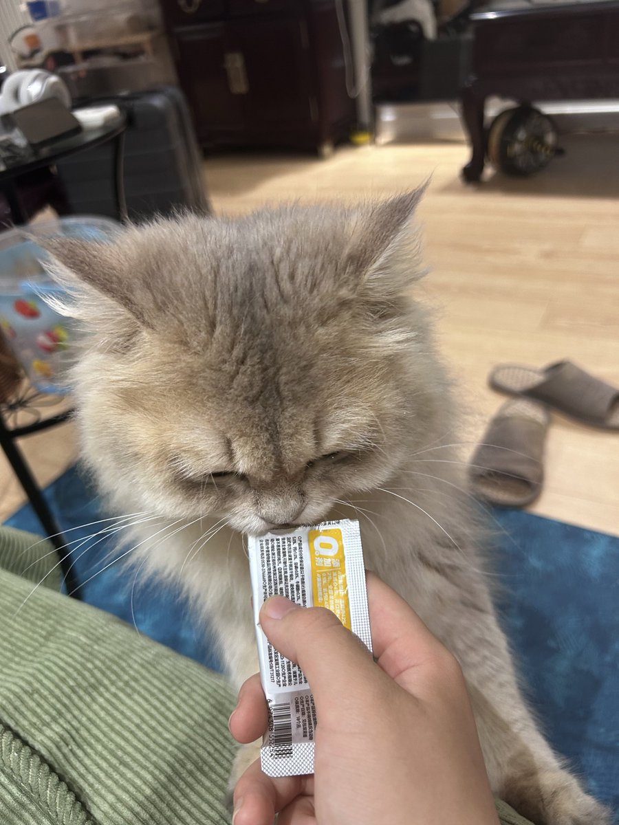 yyyyyyy_918's tweet photo. @Toasttowo 小猫好呀😋 https://t.co/4mzcAV2AHV