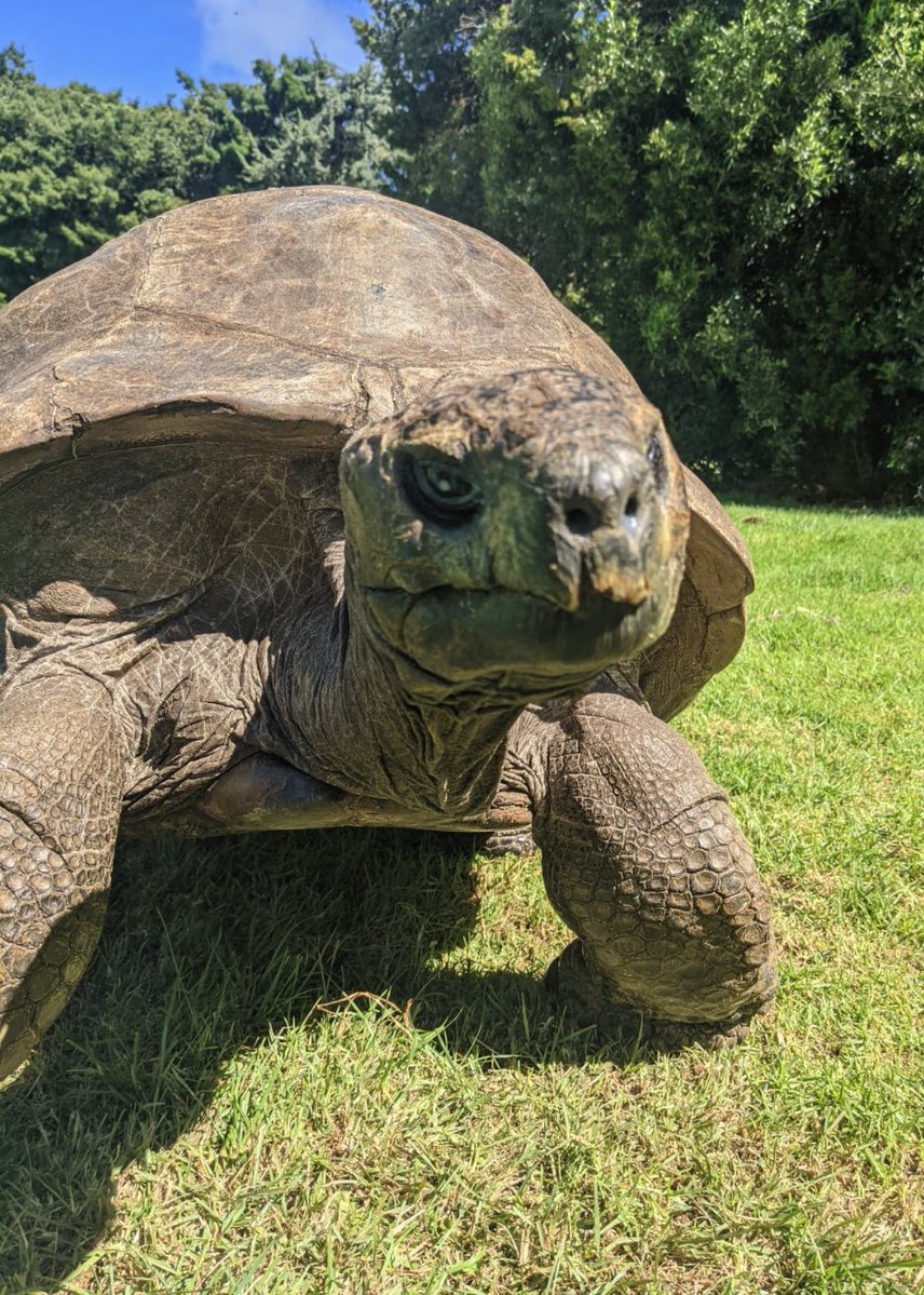 Polymarket's tweet photo. JUST IN: Scientists sequence the genome of Jonathan, the world’s oldest known land animal at 194, uncovering potential clues to slowing aging in humans. https://t.co/VYzYQIJ4gP