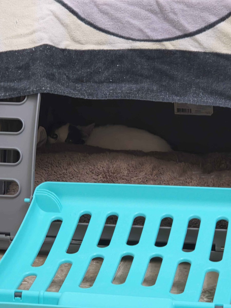 Junji_Nocti's tweet photo. We now have a 3rd cat !
Meet TaterTot, he’s a feral kitten we’ve been taking care of with water/food outside. 
After he started to get comfortable inside in small moments, we decided to nab him and give him a better life. Welcome to the family Tater !! https://t.co/yiCVw6DHen