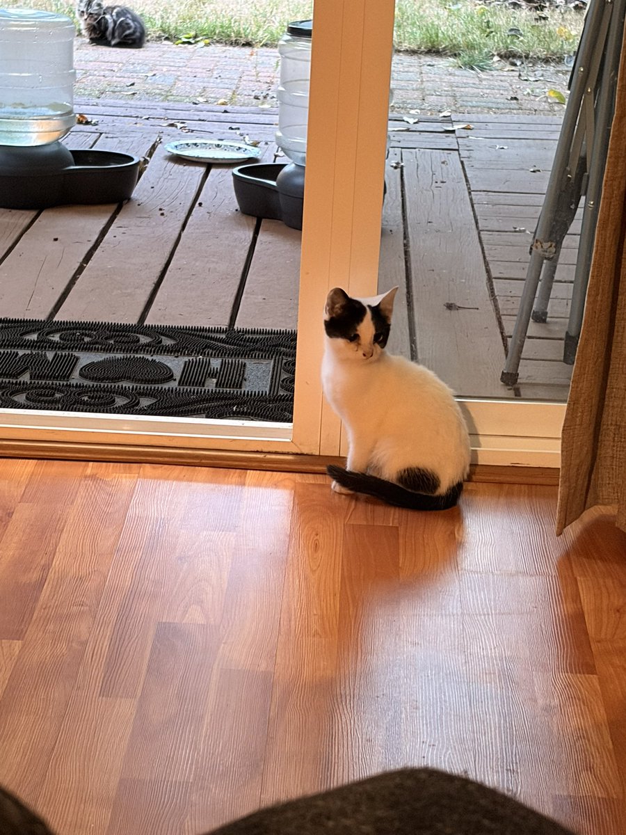Junji_Nocti's tweet photo. We now have a 3rd cat !
Meet TaterTot, he’s a feral kitten we’ve been taking care of with water/food outside. 
After he started to get comfortable inside in small moments, we decided to nab him and give him a better life. Welcome to the family Tater !! https://t.co/yiCVw6DHen