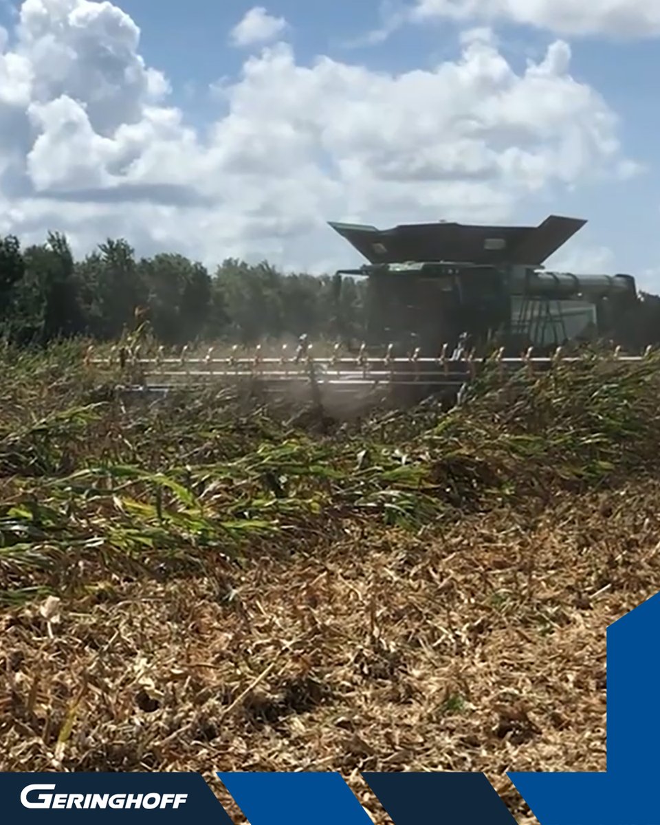 Geringhoff's tweet photo. Down corn can make a challenging harvest even tougher.

From header setup &amp; gathering chains to head angle &amp; auger speed, a few adjustments can make a difference.

Check out our down corn harvesting tips to help keep harvest moving. #DownCorn #HarvestTips

https://t.co/A3PqG6NbJs https://t.co/PzEyiiKOTI