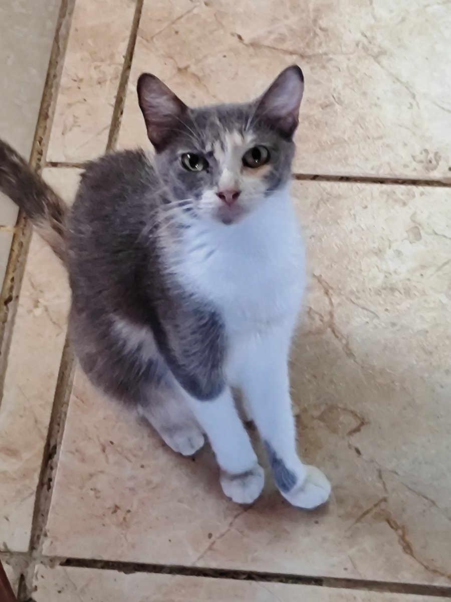 sosocactu's tweet photo. 😻
#cat #catlovers https://t.co/lif9CSylbr