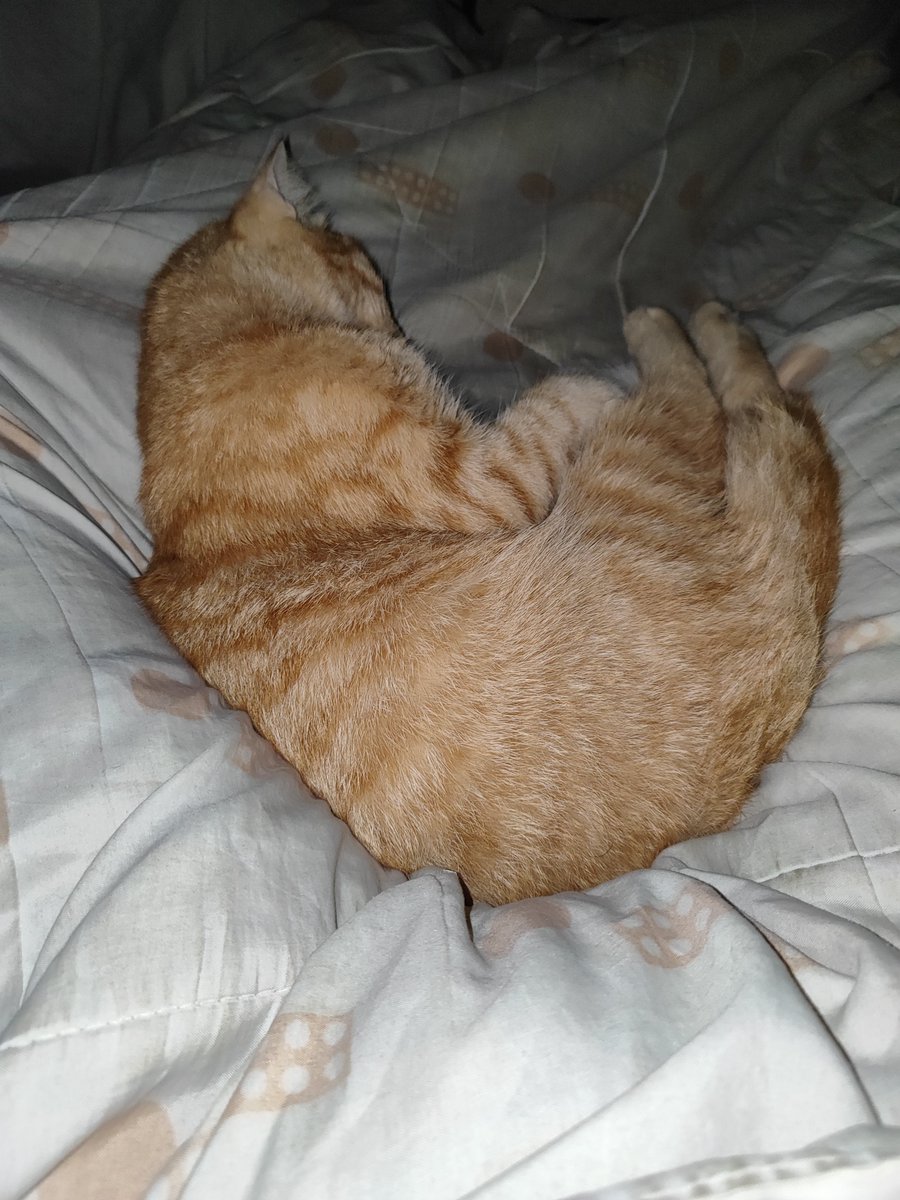 sosocactu's tweet photo. 😻
#cat #catlovers https://t.co/lif9CSylbr