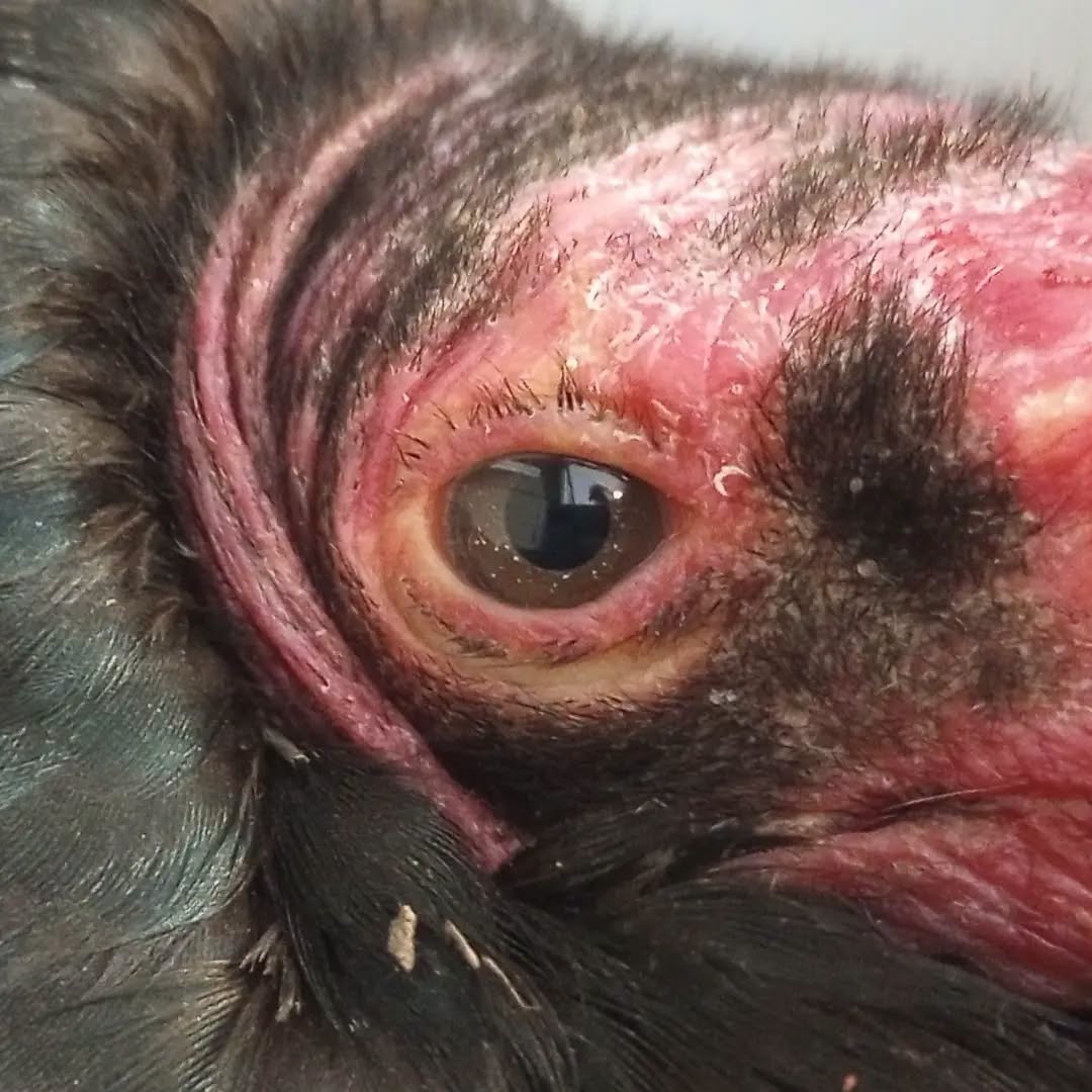 shrugdeaIer's tweet photo. BEAUTIFUL.

"Last night, from our animal care manager, Amanda, 'So often brushed off, or even maligned, as ugly... I bet you never realized that some vultures carry the stars in their eyes'." - Badger Run Wildlife Rehab https://t.co/uaWZkBsLVU