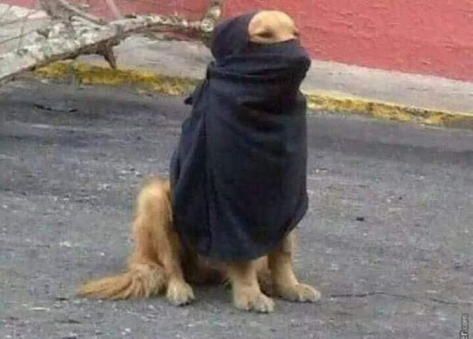 _eucastillo's tweet photo. @BeraoJulia @poptime O cachorro dela assim: https://t.co/bHzfhA1KqM