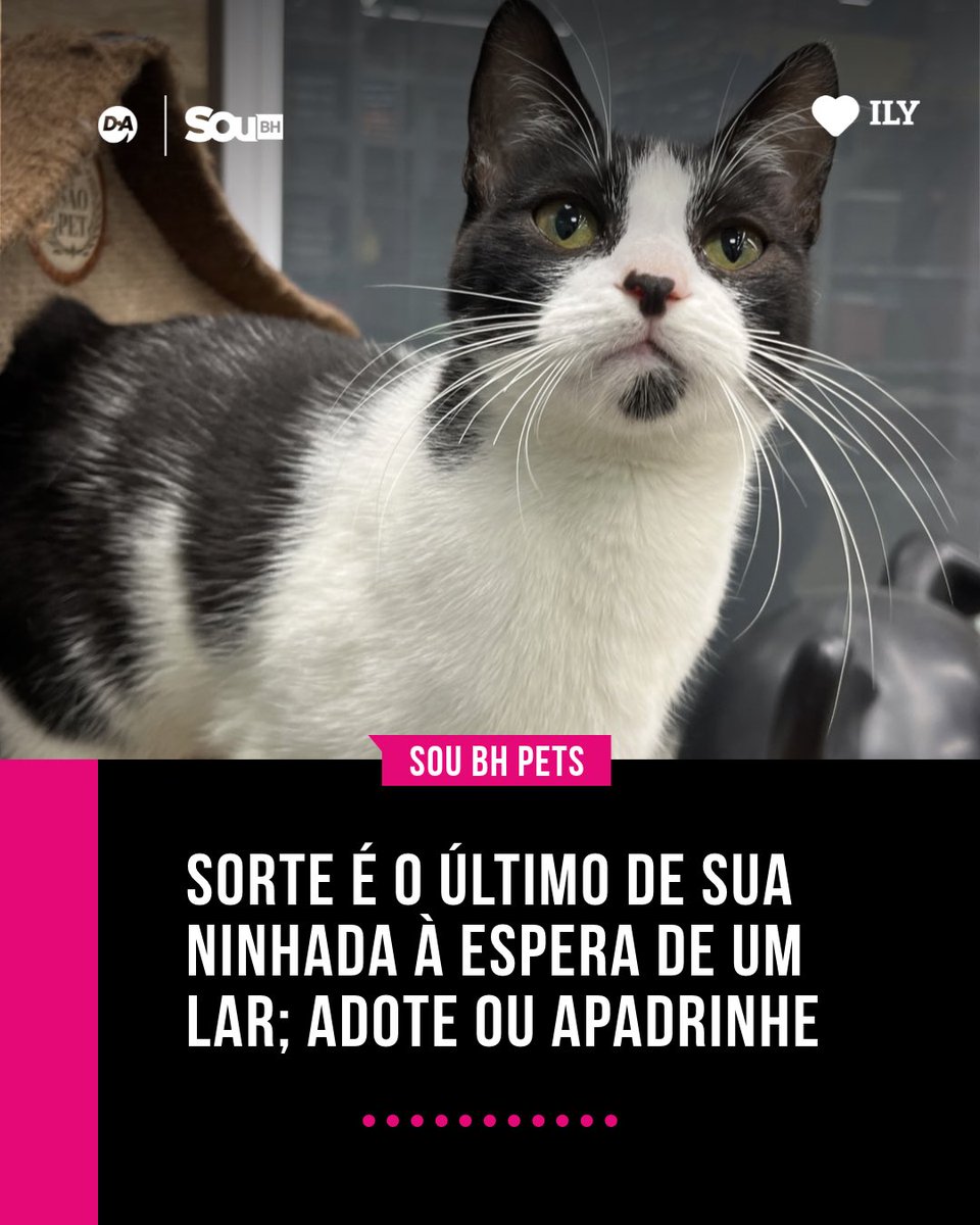 eusoubh's tweet photo. Sorte é o último gato de sua ninhada à espera de uma família em BH; adote ou apadrinhe

https://t.co/ADTaVidUhr https://t.co/BfQ0WooknB