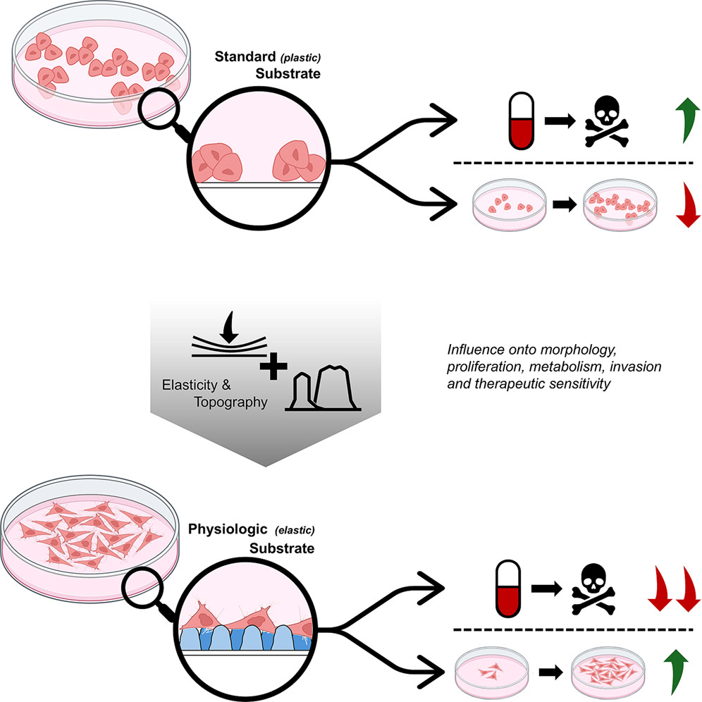 ProstateCell's tweet photo. 📢 Research in @iScience_CP investigated how physiologically relevant mechanical properties affect prostate cancer cells, demonstrating that mechanical microenvironmental cues substantially shape prostate cancer cell phenotypes.

🔗 https://t.co/MbThcKBUMF

#ProstateCancer #OpenAccess
