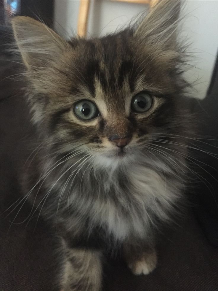 aidexvr's tweet photo. —    𝐖𝐞𝐥𝐜𝐨𝐦𝐞 𝐌𝐢𝐫𝐮𝐬! 

    Gracias a nuestra linda doctora de @ODISEAPETS , que se encargó personalmente de darme a este nuevo y lindo integrante de la familia... Espero que su veterinaria triunfe, recuerden adoptar y no comprar! https://t.co/cQA8woThx0