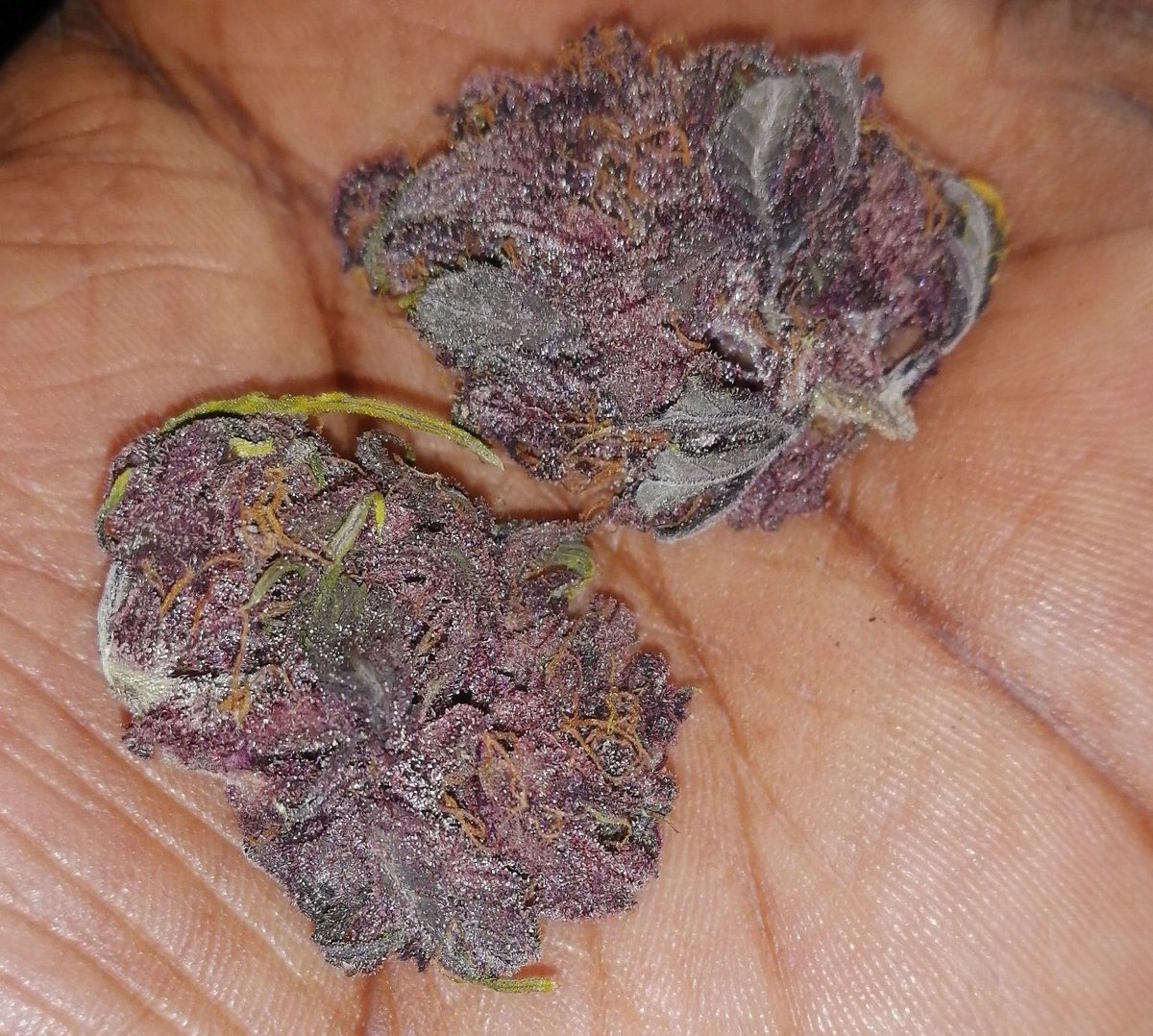 WEEDORLANDO2's tweet photo. MOBILE WITH THE GAS N IN ORLANDO FL Florida 📍
Jacksonville
Miami
Tampa
Orlando
St. Petersburg
Fort Lauderdale
Tallahassee
Hialeah
Cape Coral
Port St. Lucie
#lakemary #weed #plug
#Orlando #orlandofloraida
#Davenport #Disney #florida #universalstudios #wintergarden #orlando420 https://t.co/wag4nhY2MM
