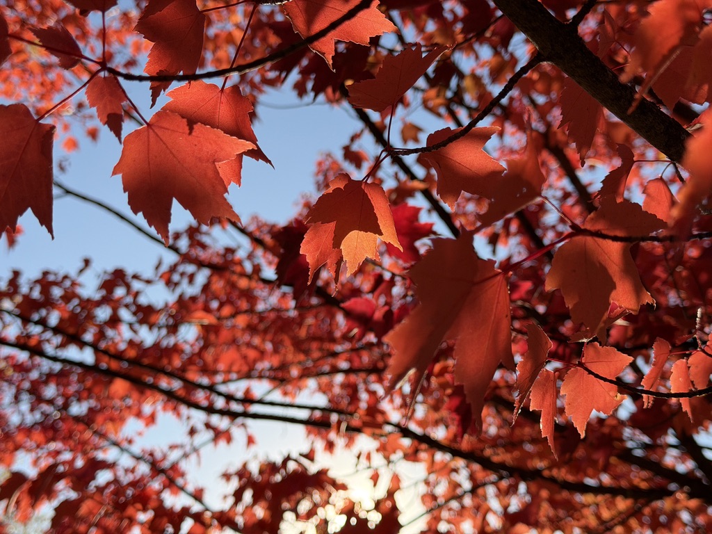 aidenanderson's tweet photo. Red season. https://t.co/tMMWC3pgZa