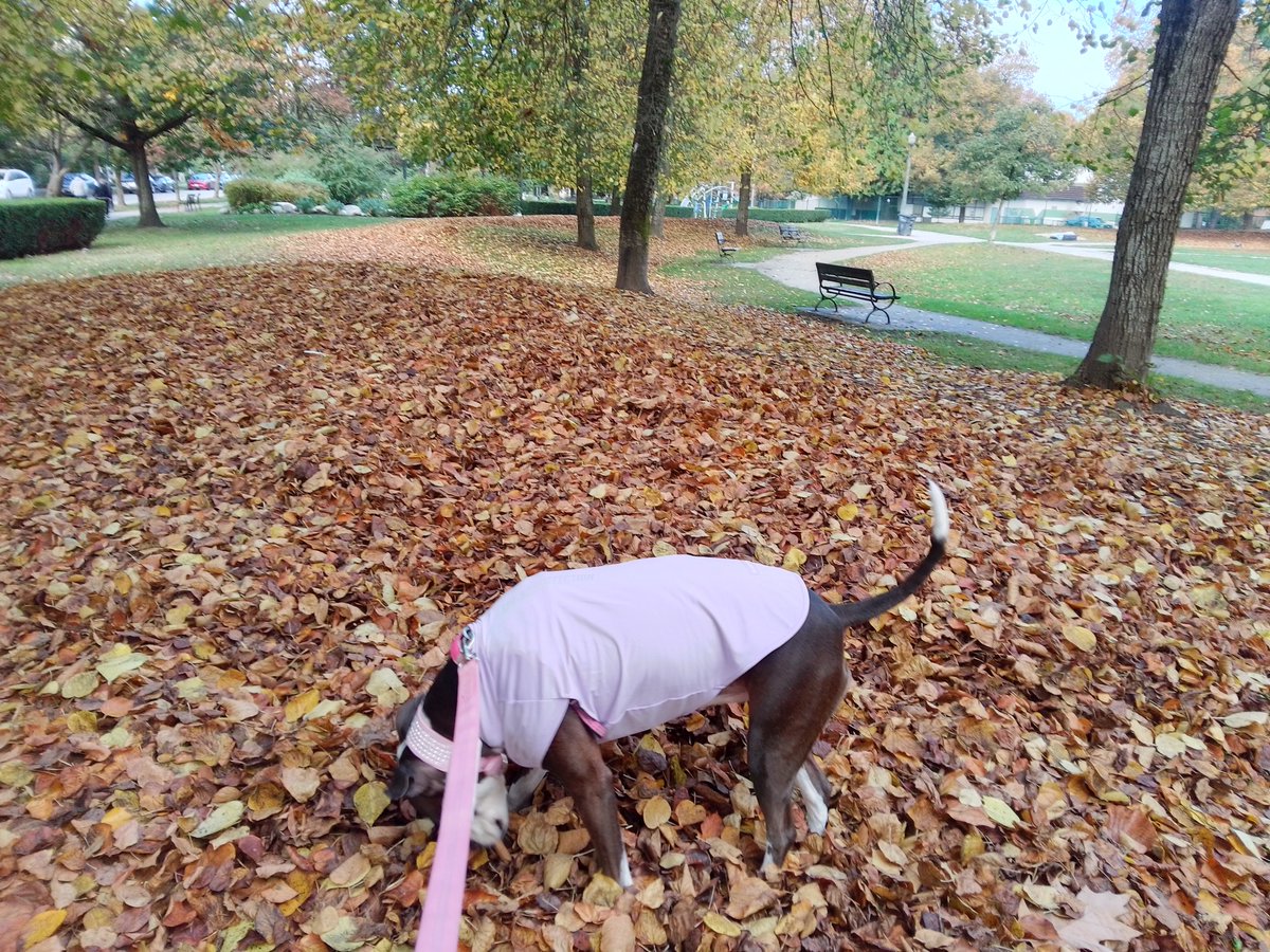 LebrockTony's tweet photo. 🐾Riley's F🍁LL Vibes🐾😎🐶⭐💙
#parkvibe #fallishere #fallvibes #pittrageous #dogmodel #pittielife https://t.co/KA1UyXy1bC