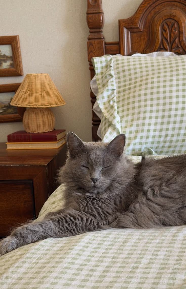 calmgloww's tweet photo. just a cat enjoying the quiet https://t.co/9wpF33nOKY