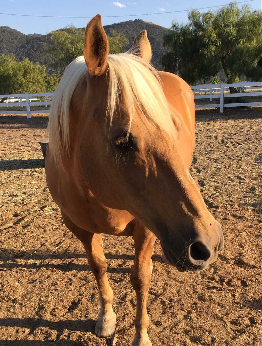 HappyHorseGirl1's tweet photo. Sorry I didn’t give a “Shine ✨ Update” yesterday but it wasn’t a good day.
The vet called me at 3:30 am. She said Shine was not doing well. His heart rate was still 82, he was ataxic, constantly throwing his head and not responding to medication or treatment. Not a good prognosis.
I headed straight to the vet.
I knew the moment I walked into his stall it was time.
He was so stoic and fighting but he was suffering.
The only thing more painful than letting him go would be letting him suffer one more minute.
We are stewards of their care and always have to do what’s best for them no matter how painful it is for us.
I am so grateful I got to be with him when he left this earth, to say goodbye, to thank him, to hold his head and kiss his sweet face.
Heaven got the best palomino gelding ever yesterday.

I want to thank you all for your prayers and love.
Those of you who’ve followed me a while know what a special horse he was and know he was my whole heart ♥️.
Shine ✨ carried me through some of the darkest times in my life.
He was my best friend, trusted partner, my protector, a great listener, had the best crying shoulder, was a total smartass, a clown.
He’d be very mad if I left out he was handsome AF.
He taught me more about life and about myself than any person or book ever has.
He was a once in a lifetime horse.
I am so grateful I had the honor of being his human.

I can’t begin to describe the sadness and agony my heart is feeling.
💔🐴

RIP “SHINE ✨”
5/14/2000-10/6/2026