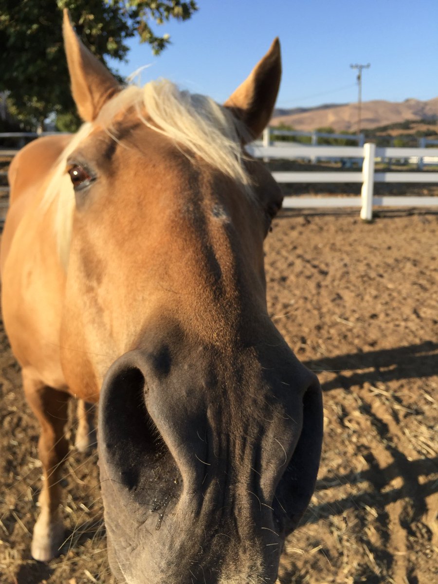 HappyHorseGirl1's tweet photo. Sorry I didn’t give a “Shine ✨ Update” yesterday but it wasn’t a good day.
The vet called me at 3:30 am. She said Shine was not doing well. His heart rate was still 82, he was ataxic, constantly throwing his head and not responding to medication or treatment. Not a good prognosis.
I headed straight to the vet.
I knew the moment I walked into his stall it was time.
He was so stoic and fighting but he was suffering.
The only thing more painful than letting him go would be letting him suffer one more minute.
We are stewards of their care and always have to do what’s best for them no matter how painful it is for us.
I am so grateful I got to be with him when he left this earth, to say goodbye, to thank him, to hold his head and kiss his sweet face.
Heaven got the best palomino gelding ever yesterday.

I want to thank you all for your prayers and love.
Those of you who’ve followed me a while know what a special horse he was and know he was my whole heart ♥️.
Shine ✨ carried me through some of the darkest times in my life.
He was my best friend, trusted partner, my protector, a great listener, had the best crying shoulder, was a total smartass, a clown.
He’d be very mad if I left out he was handsome AF.
He taught me more about life and about myself than any person or book ever has.
He was a once in a lifetime horse.
I am so grateful I had the honor of being his human.

I can’t begin to describe the sadness and agony my heart is feeling.
💔🐴

RIP “SHINE ✨”
5/14/2000-10/6/2026