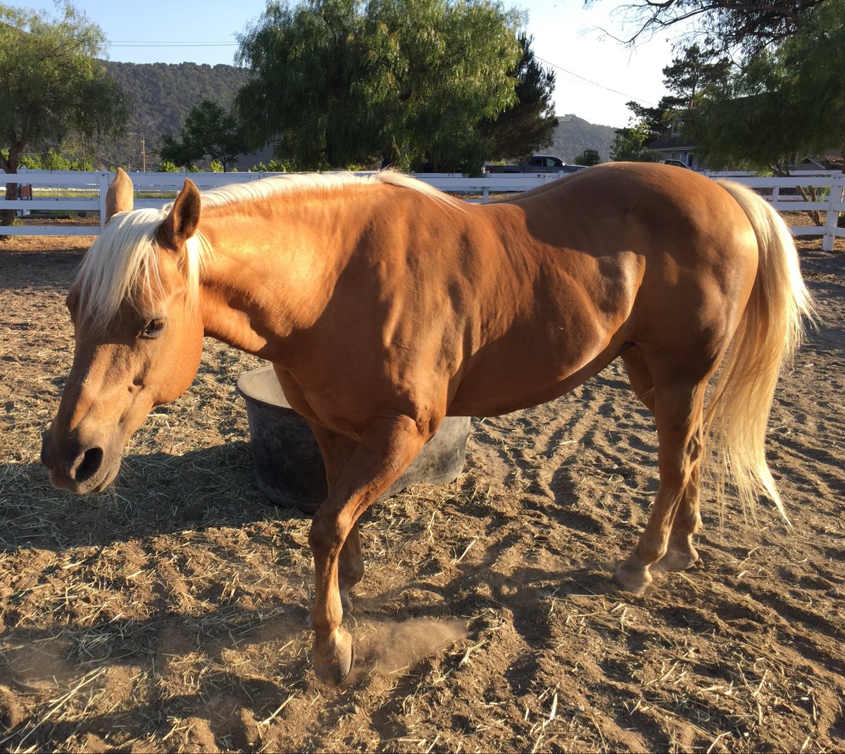 HappyHorseGirl1's tweet photo. Sorry I didn’t give a “Shine ✨ Update” yesterday but it wasn’t a good day.
The vet called me at 3:30 am. She said Shine was not doing well. His heart rate was still 82, he was ataxic, constantly throwing his head and not responding to medication or treatment. Not a good prognosis.
I headed straight to the vet.
I knew the moment I walked into his stall it was time.
He was so stoic and fighting but he was suffering.
The only thing more painful than letting him go would be letting him suffer one more minute.
We are stewards of their care and always have to do what’s best for them no matter how painful it is for us.
I am so grateful I got to be with him when he left this earth, to say goodbye, to thank him, to hold his head and kiss his sweet face.
Heaven got the best palomino gelding ever yesterday.

I want to thank you all for your prayers and love.
Those of you who’ve followed me a while know what a special horse he was and know he was my whole heart ♥️.
Shine ✨ carried me through some of the darkest times in my life.
He was my best friend, trusted partner, my protector, a great listener, had the best crying shoulder, was a total smartass, a clown.
He’d be very mad if I left out he was handsome AF.
He taught me more about life and about myself than any person or book ever has.
He was a once in a lifetime horse.
I am so grateful I had the honor of being his human.

I can’t begin to describe the sadness and agony my heart is feeling.
💔🐴

RIP “SHINE ✨”
5/14/2000-10/6/2026
