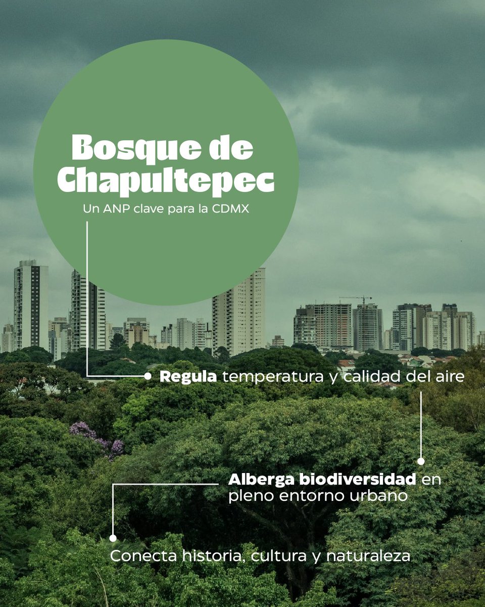 Vigilanciaverde's tweet photo. El Bosque de Chapultepec es mucho más que un espacio recreativo: es un Área Natural Protegida fundamental para el equilibrio ambiental de la ciudad.
.
📲 Observa y registra Chapultepec con https://t.co/iVEC4u6zN6
.
#Chapultepec #ANPCDMX #VIVECDMX #MonitoreoAmbiental #CiudadVerde https://t.co/sdJ15WJExa
