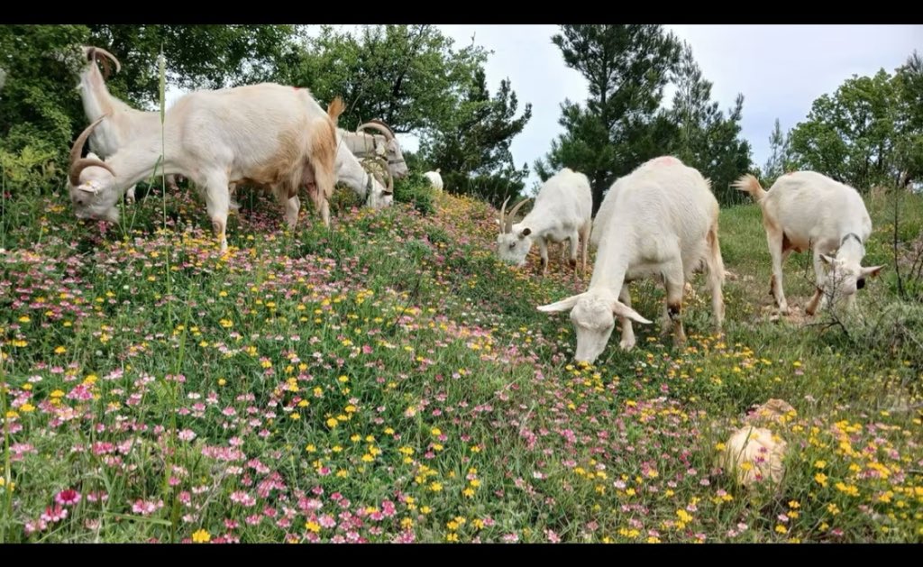Recepsamuncu1's tweet photo. Keçi stratejik bir hayvandır.

Deprem, işgal, kıtlık gibi durumlarda 5/ 6 keçi ile hayatta kalmayı başarabilirsiniz.
Eski dönem savaş durumlarında ordular gıda ihtiyacı için yanlarında https://t.co/nZrRks2jKc