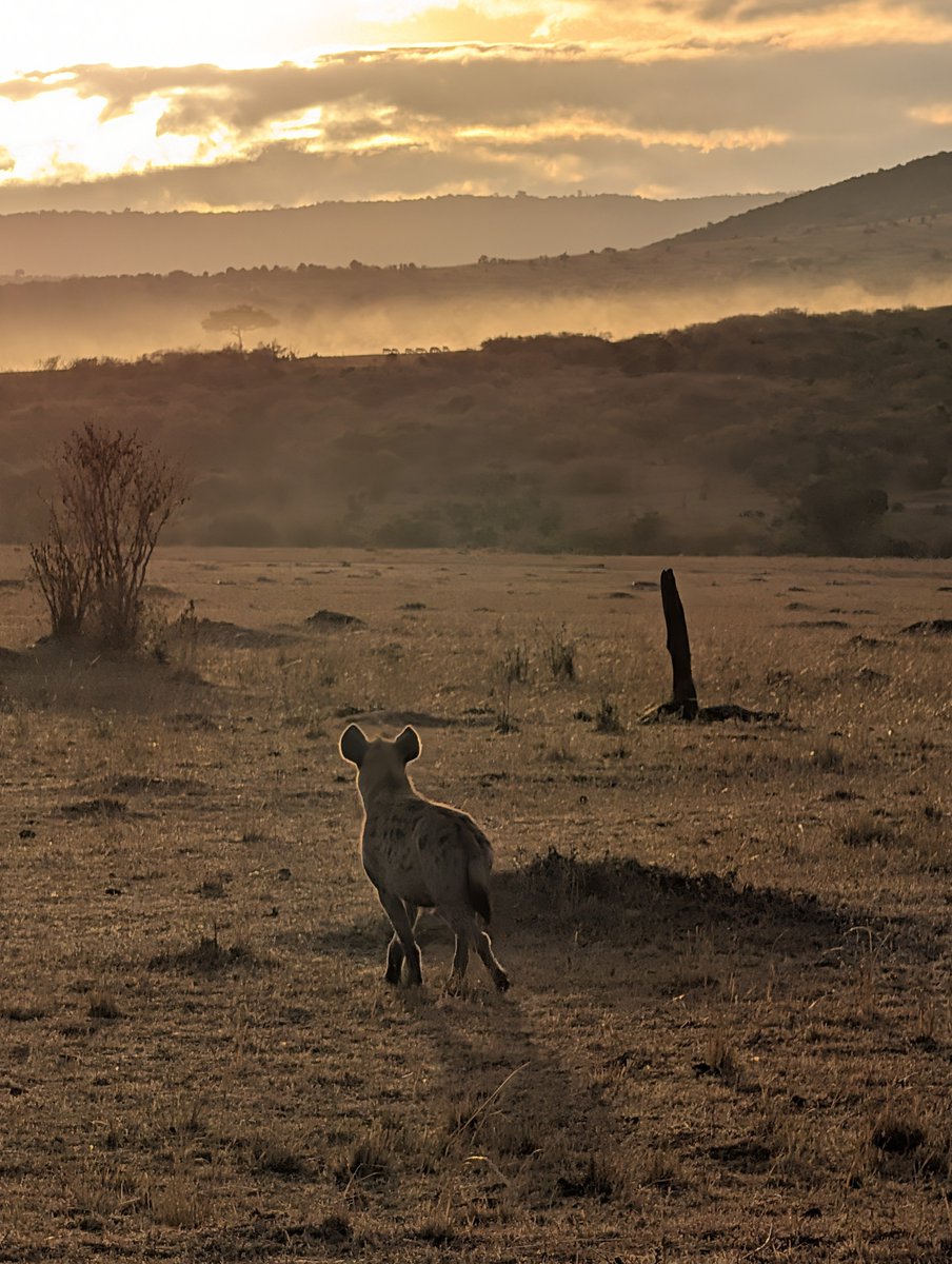 Hell_Charm's tweet photo. Kenya day 6 - No motorcycling today, we took a break to go on a safari and enjoy the pool. I got to see and photograph over 20 different species up close in the wild. An amazing experience. https://t.co/cEOYRxjukd
