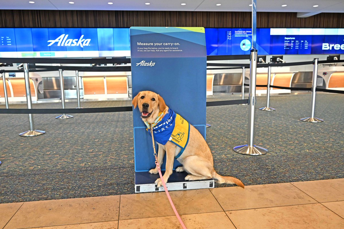 MCO's tweet photo. Pawsengers in Training 🐾✈️ Our friends at @AlaskaAir recently hosted a mock flight in partnership with @canineorg, giving future service dogs the opportunity to practice their airport manners and become comfortable navigating the airport environment. https://t.co/J1ttNnWUkf