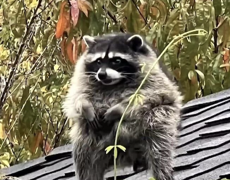 COWBS's tweet photo. New Jimothy Sighting: He’s looking round and furry because raccoons grow a thicker coat in the fall to get through winter. https://t.co/9iNMKLDgk1