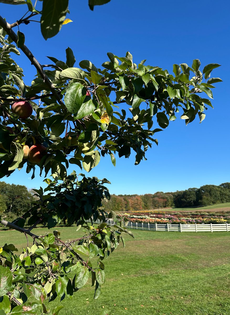 JuliaSpaghetti's tweet photo. went apple picking :) https://t.co/40uui8cmf4