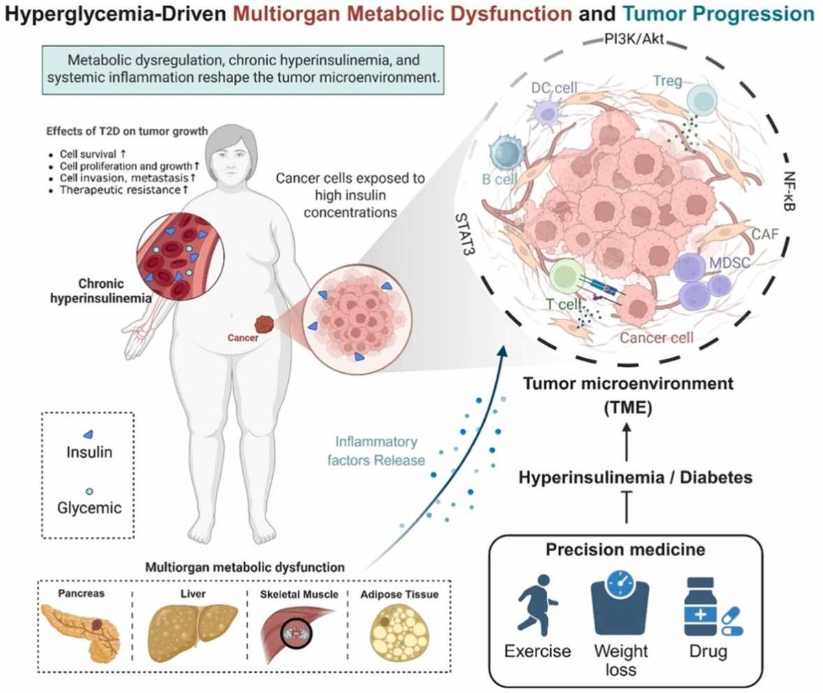 a_garciahermoso's tweet photo. 🩺🧬 Diabetes tipo 2 y cáncer: una conexión compleja
 
💪 El músculo es también protagonista: el ejercicio puede mejorar la sensibilidad a la insulina y modular mioquinas/exerquinas con potencial relevancia en la biología tumoral

https://t.co/bfhI2SKlme https://t.co/Jl3bKZSEJi