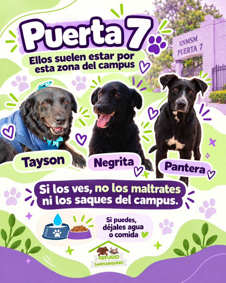 RSanmarquino's tweet photo. 💜🐾 Si vas al concierto de BTS, recuerda que el campus también es hogar d muchos 🐶🐈.
Durante esos días habrá + ruido y personas de lo habitual. Algunos 🐶 pueden acercarse o permanecer en las zonas donde suelen estar, mientras que los 🐈 probablemente se esconderán x el ruido. https://t.co/CpWSmZmzuQ